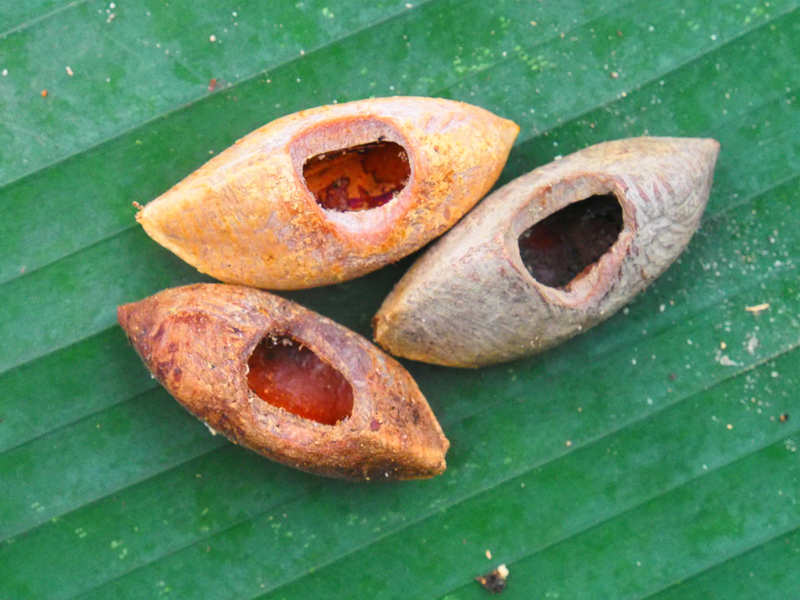 These are nuts bearing the characteristic tooth-marks of Uromys vika. Image: courtesy of Tyrone Lavery, The Field Museum.